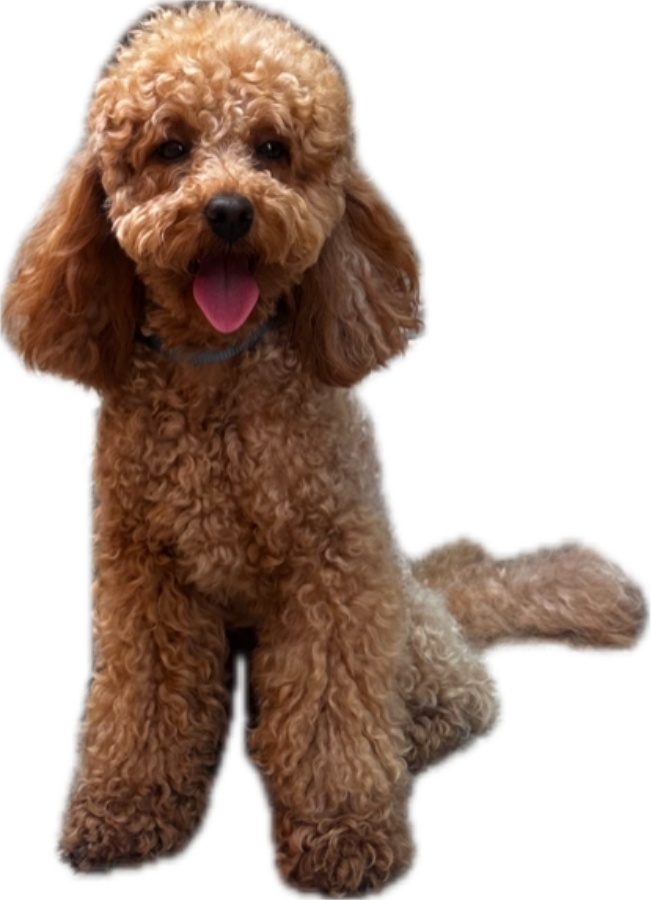 Leo cut out from his photo, on a transparent background